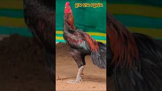 ବ୍ଲାକ ହାଇ ପ୍ଲେୟାର।। big size murga 🐓#vlog#shortsfeed #Westernodishafarming