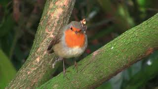Beautiful Sparrow Caught In Camera
