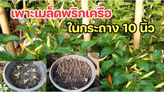 ปลูกพริก Ep.35 เพาะเมล็ดพริกเครือในกระถาง 10 นิ้ว : ครูหนูเพียร วิถีพอเพียง