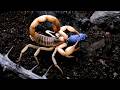 SCORPION VS PREY | Deadly Tactics of Nature's Invisible Assassins | 4K