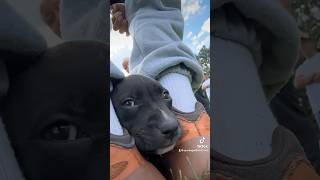 Dog Sports Are Exhausting, Even For Mascottes