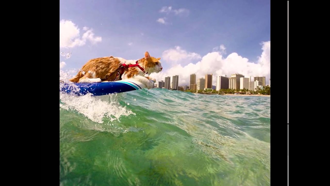 Stunning OneEyed Cat Who Loves Swimming And Surfing In Hawaii YouTube