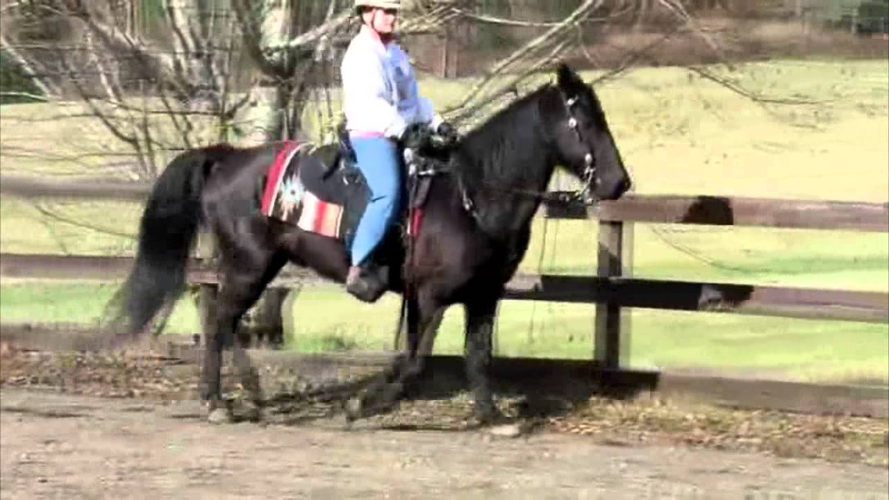 Gaited Horse Analysis Raven, 18yearold Missouri Foxtrotter YouTube
