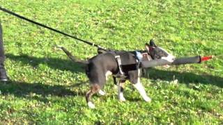 Harry On A Tug - Protection Training Mini Bull Terrier