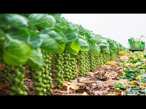 World Modern Agriculture Technology - Pumpkin, Brussel Sprout, Walnut Harvesting Machine 2022
