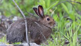 Wild Rabbit And Annoying Mosquitoes