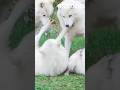 Wolf Epic Jungle Gestation period #animalshorts #topnews #fyp