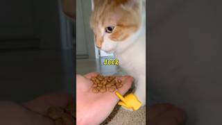 How many treats can my 3 legged cat eat?
