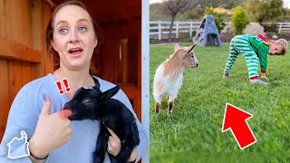 The Dangerous Truth About Goats!