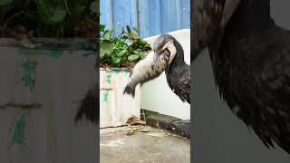 Cormorant Eats Fish Bigger Than Its Own Head