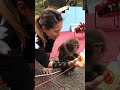 MIKA&amp;YOU at 湯島天神 〜猿回し〜 日光さる軍団 「ギリギリまで飲む」 #shorts