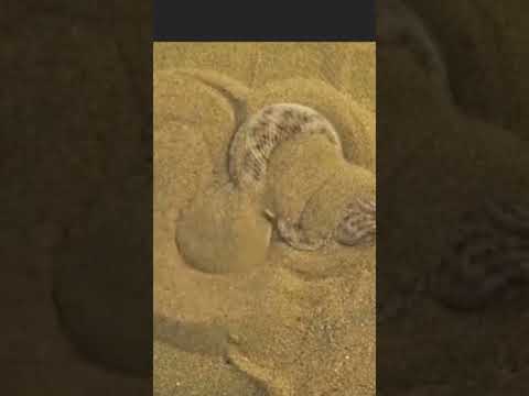 افعي سامه تخفي نفسها تحت الرمال Shorts 