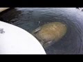 Manatease