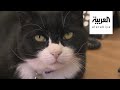 صباح العربية   القط صائد الفئران الرسمي في مقر الحكومة البريطانية يتقاعد سمعها