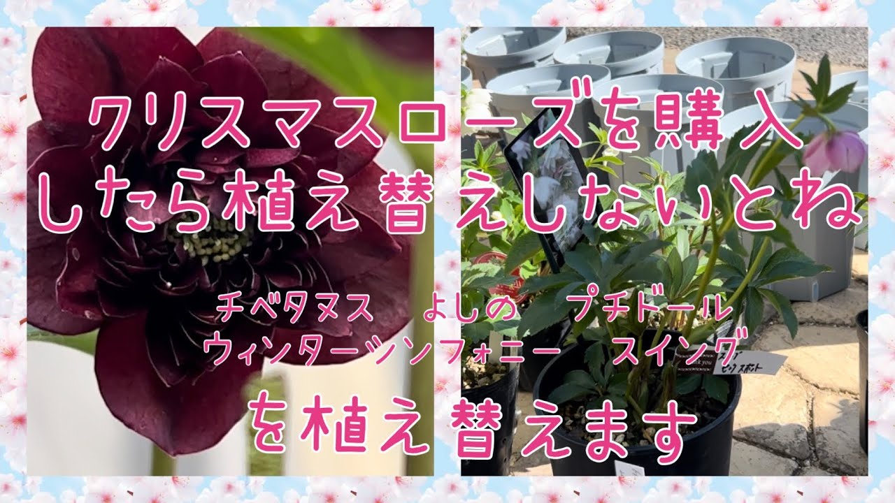 クリスマスローズを購入したら植え替えないとね。よしの チベタヌス 