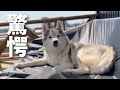 この世界で最も平和な時間を過ごしていたのに、突然自分のﾁｿﾁ◯にビックリするシベリアンハスキー