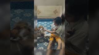 Daisy is fighting for a chocolate 🍫🍪🍩#pari#laddu💝#cute