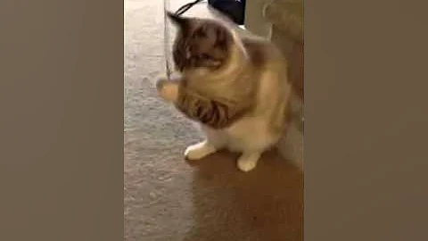 Watch the video about Lynx Point Siamese (Bella 1 year old)