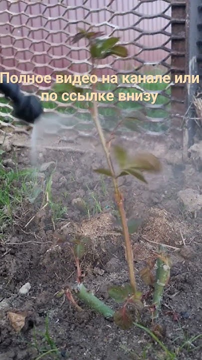 Роза Симпати, спустя 10 дней после посадки #дача #огород #розы - YouTube