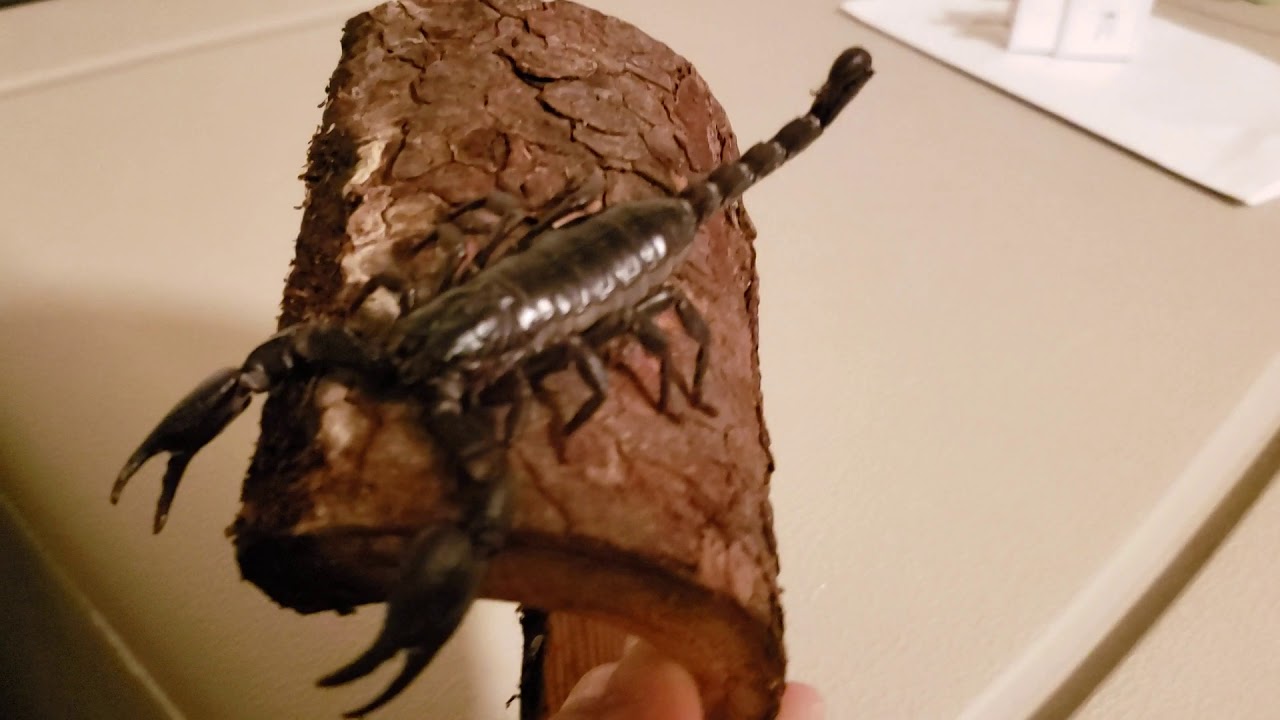 camera iphone 8 plus apk Pregnant scorpion I found in Arizona