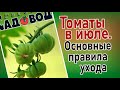 ТОМАТЫ В ИЮЛЕ. Основные правила ухода