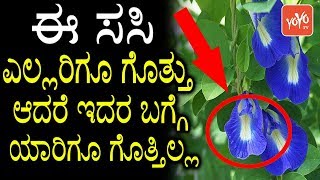 Shankupushpam Ayurvedic Use in KannadaTips