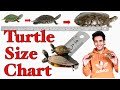 Turtle Size Chart | Red Eared Slider Size | Turtle Shell Colour Change | Turtles Size