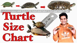 Turtle Size Chart | Red Eared Slider Size | Turtle Shell Colour Change | Turtles Size