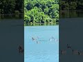 A beautiful lake filled with geese gliding across the water #shorts #geese #Goslings #wildlife