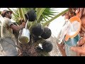 TODDY palmyra SAP | JUICE of Asian palmyra palm wine | HEALTHY THAATI KALLU | Neera | Pathaneer