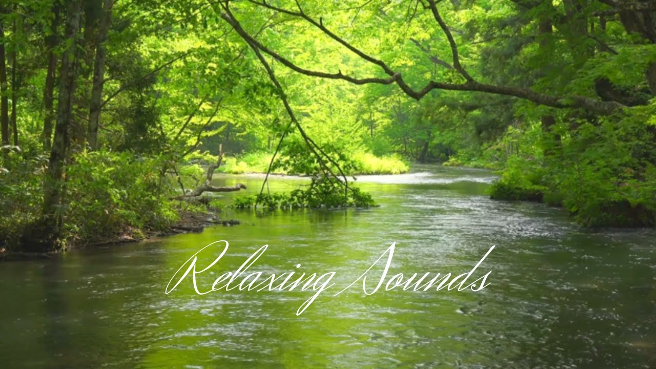 川のせせらぎ ASMR 水の音 自然音 鳥のさえずり 癒し音楽 リラックス音楽 疲労回復 自律神経を整える 勉強用BGM 睡眠用BGM ...