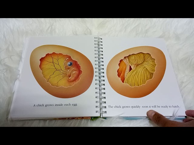 My First Discoveries - THE EGG (with transparent pages) - YouTube