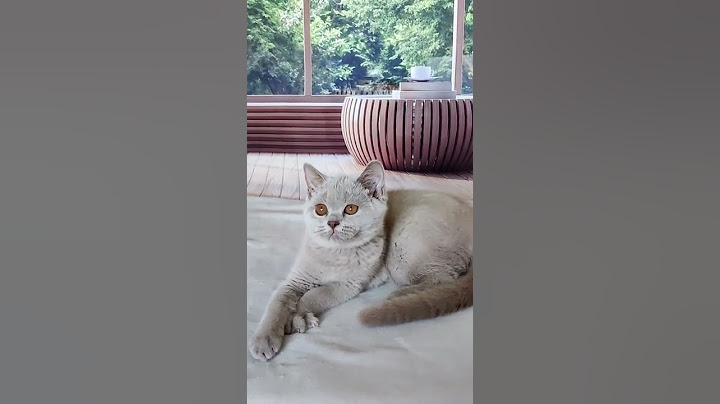 Британский котенок лилового окраса - девочка