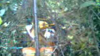 Video0016.3gp