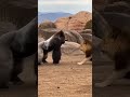 Cracked Earth Clash #WildlifeDrama #SavannahShowdown #NatureUnleashed