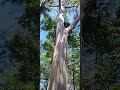 Rainbow Eucalyptus - Sunken Gardens - Saint Petersburg, FL