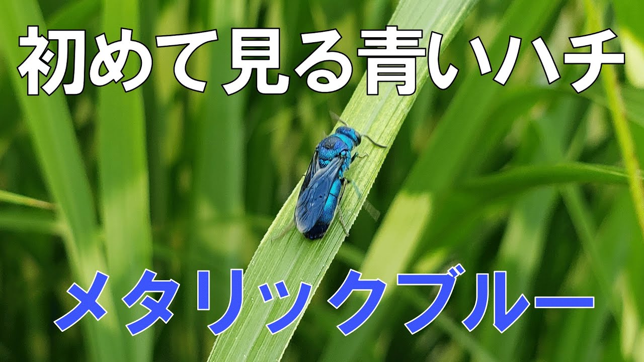 メタリックブルーのハチ（セイボウ）青い蜂