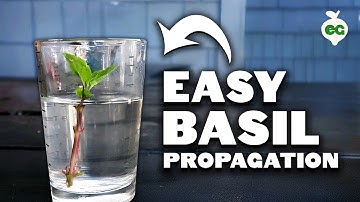 Propagating Basil: Grow an INFINITE Supply Forever