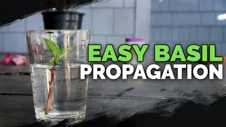 How many times does basil regrow? (2025)