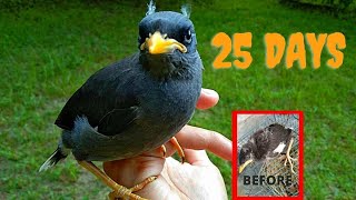 Sekadar suka - suka dengan tiong kerbau| GK | Jalak kerbau #BurungTiong