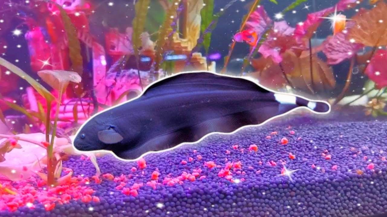 Black Ghost Knife Fish — Home Aquarium (Relaxing Video) YouTube Music