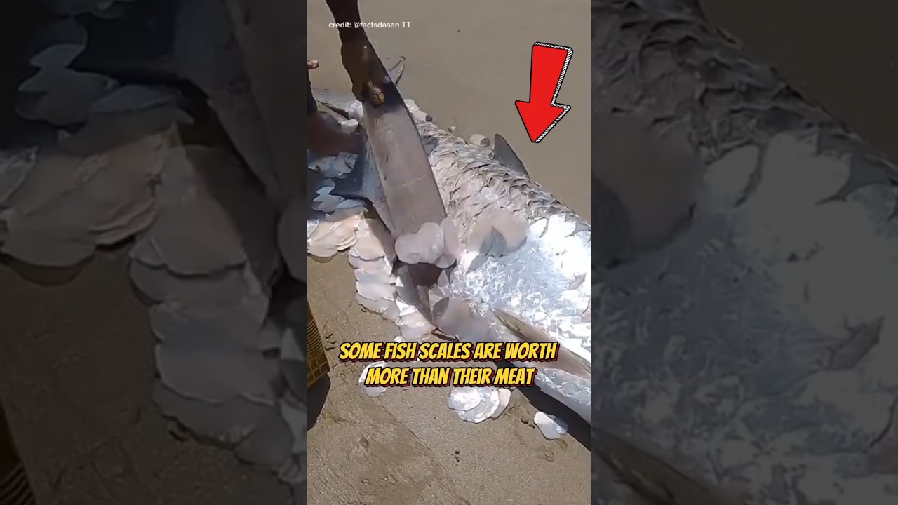 You Won't Believe What These Scale Are for 