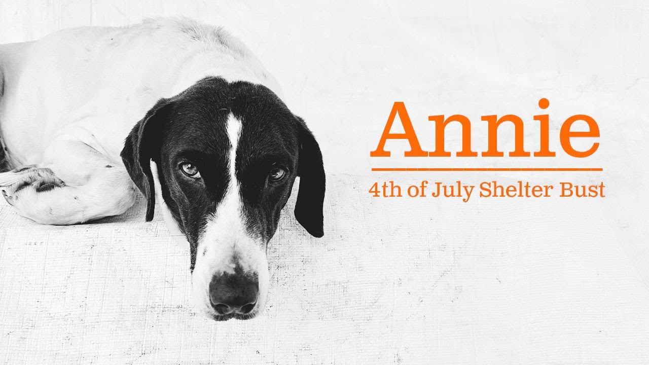 🧨 4th of July Shelter Bust! California GSP Rescue Saves Annie!