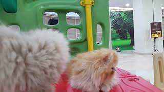 Cat Memories | Miu & Kiwi Kitten on playground