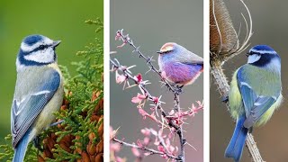 Tits are small birds with plain or colourful plumages. by Dreamy Zoo 45 views 11 months ago 2 minutes, 33 seconds