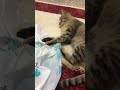 #oyuncukedi#sevimlikedi#candostum# kedi#catvideos #