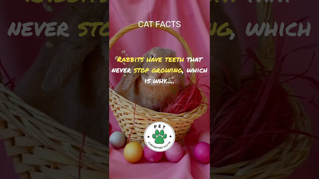 THE BIZARRE REASON WHY RABBITS NEED TO CHEW ON THINGS Shorts