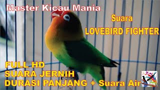 Masteran Murai, Suara Burung LOVEBIRD FIGHTER Durasi Panjang + Terapi Suara Air Mengalir FULL HD..!!