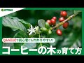 ☘16:コーヒーの木の育て方｜置く場所や冬越しの方法、花の咲く時期などもご紹介｜【PlantiaQ&A】植物の情報、育て方をQ&A形式でご紹介