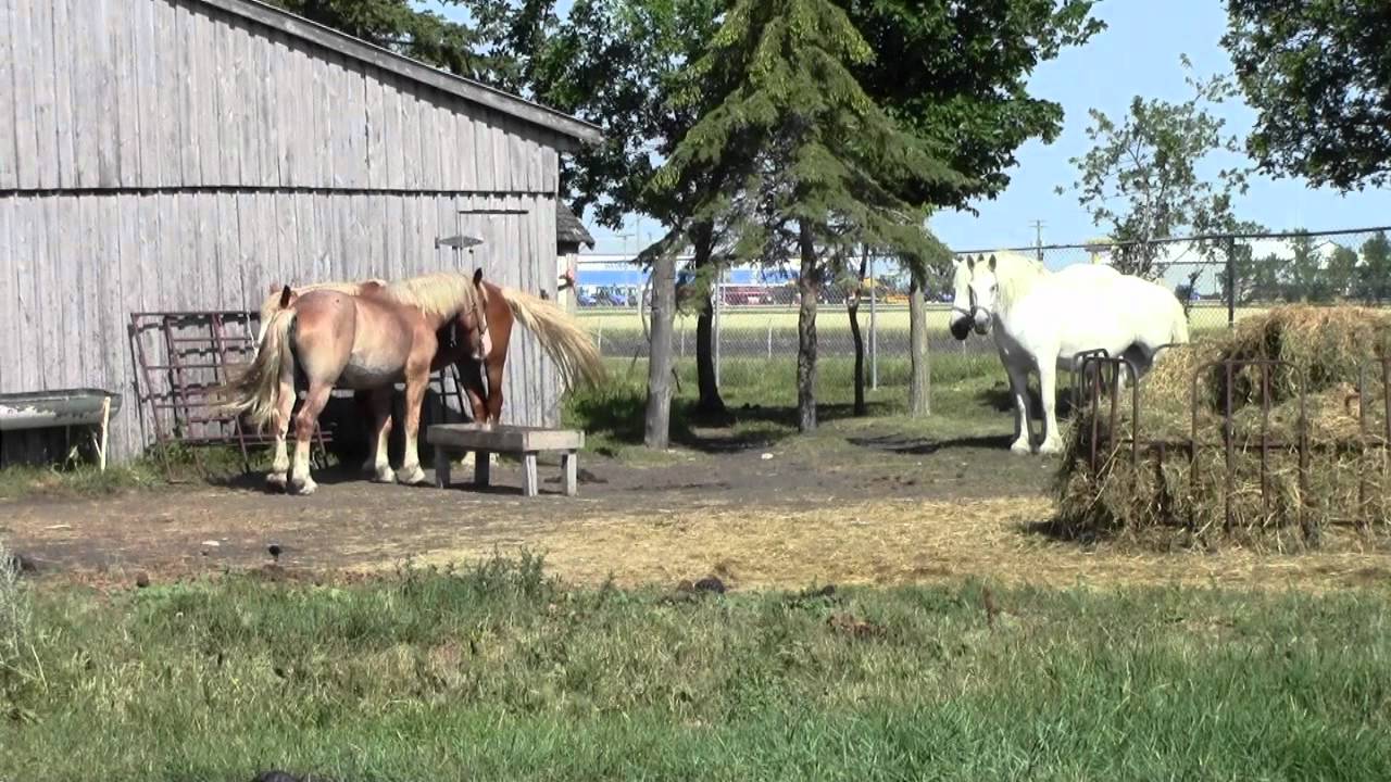 Mennonite Heritage Village YouTube